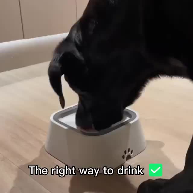 Cuenco de agua para perros Cuenco para perros Alimentador de agua lenta Sin derrame Cuenco de agua para mascotas Alimentador lento Plato