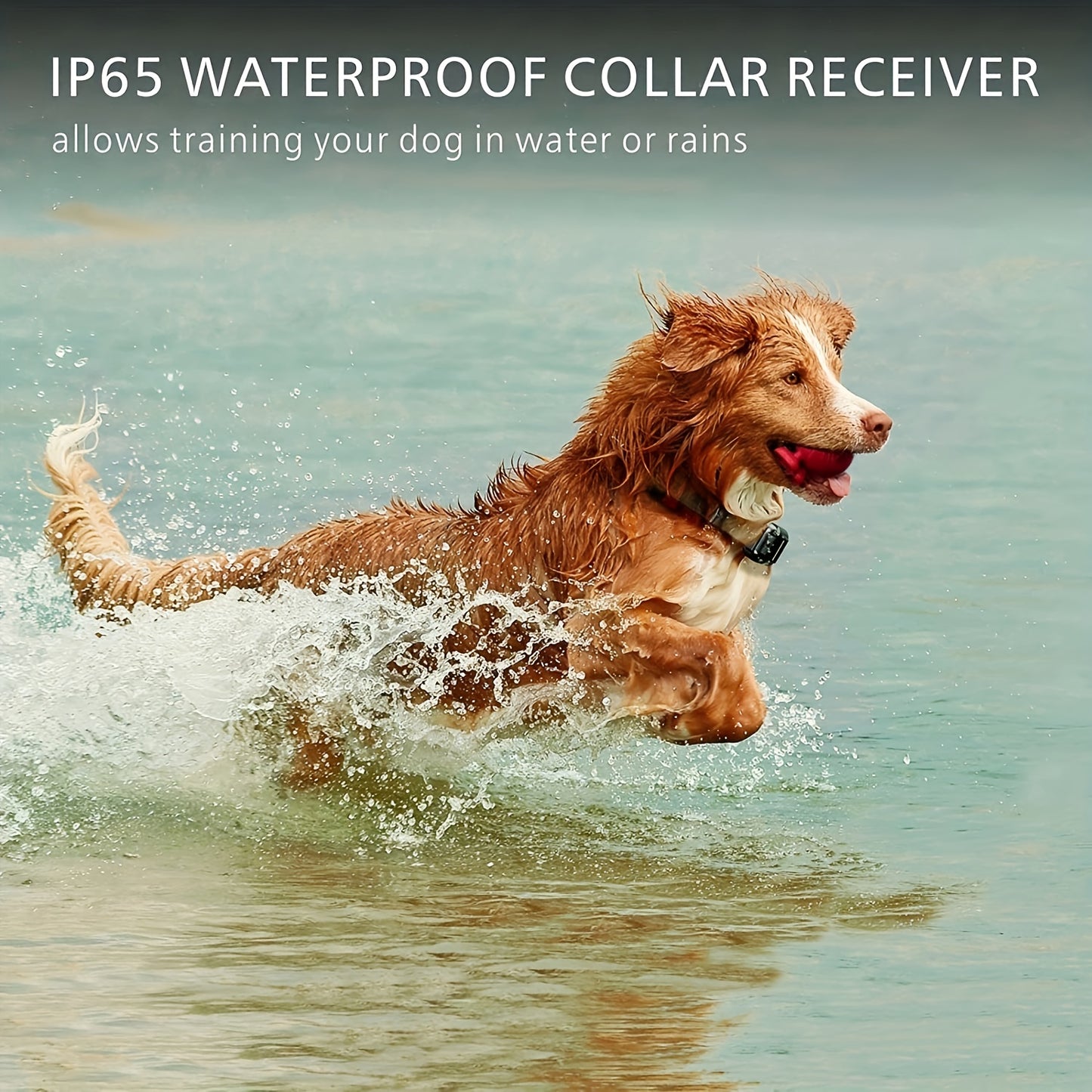 Train Your Dog Easily & Effectively with This Waterproof Shock Collar for All Sizes of Dogs