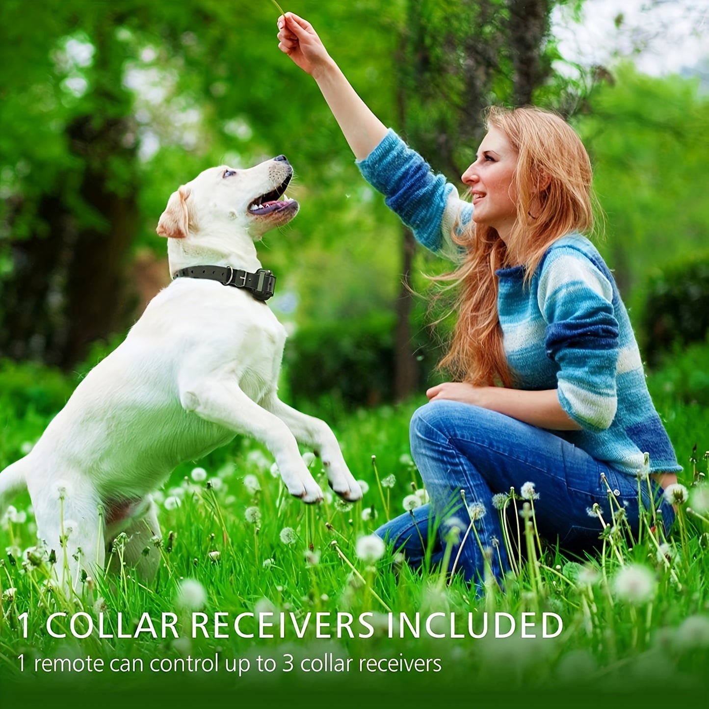 Entrena a tu perro de manera fácil y efectiva con este collar de choque impermeable para todos los tamaños de perros